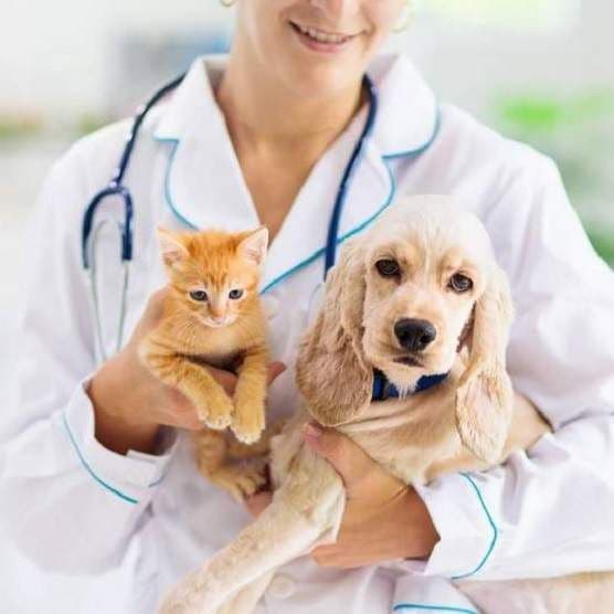 VetBro's vet in Jaipur holding a puppy with care